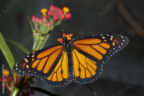Obraz Monarch butterfly