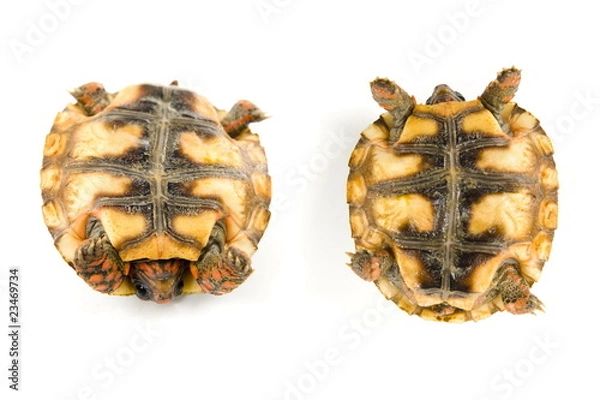 Obraz Tortoise