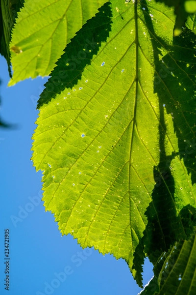 Fototapeta fresh green foliage tree leaves in morning light against blur background