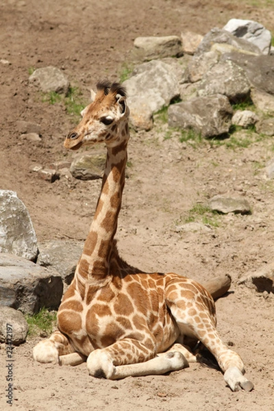 Obraz Young giraffe sitting on the ground