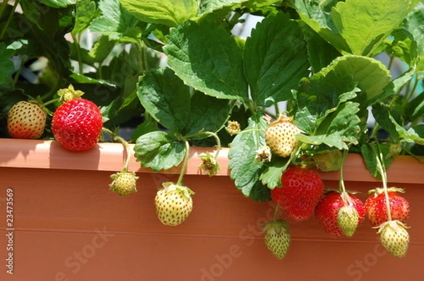 Obraz Growing strawberries on balcony