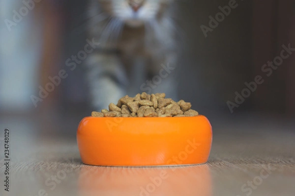 Fototapeta  bowl of cat food up close and blurry cat back