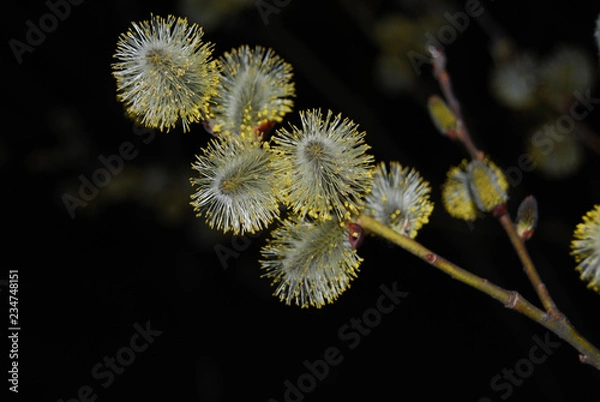 Obraz flowering willow