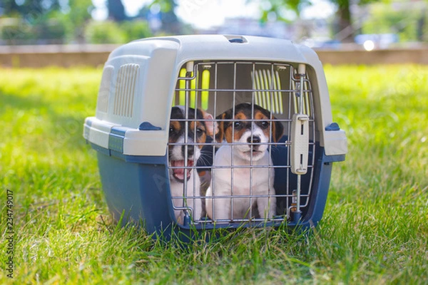 Fototapeta  two funny puppies jack russel terrier in a carrier for dogs