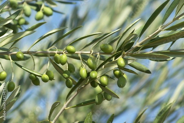 Obraz olives vertes