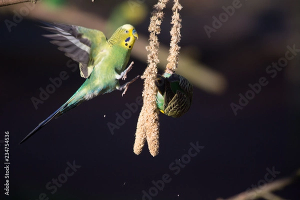 Fototapeta Budgie w locie i podczas jedzenia