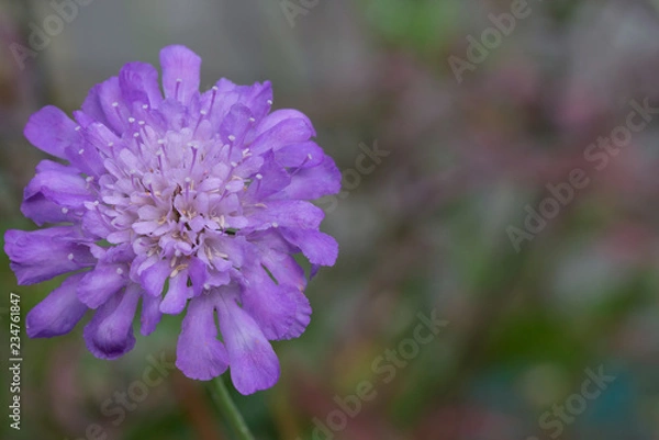 Obraz Scabious butterfly blue