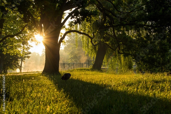 Obraz lonely duck in park