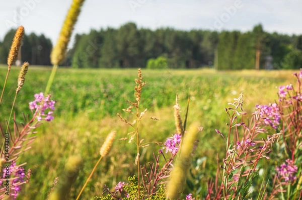 Fototapeta Blurred background with typical scandinavian countryside in summer, selective focus. Pink Heather flowers grow on a green field on the foreground, forest on the horizon