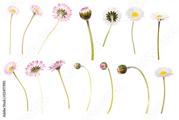 Obraz Daisy collection isolated on white