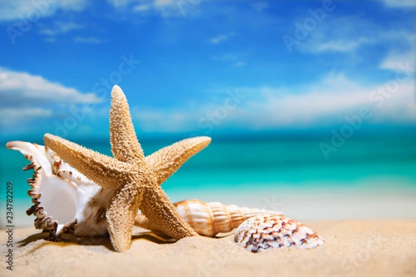 Obraz muszle nad morzem. wakacje na plaży. piękne lato w tle