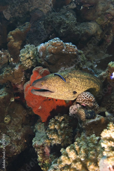 Fototapeta Yellowmargin moray eel.