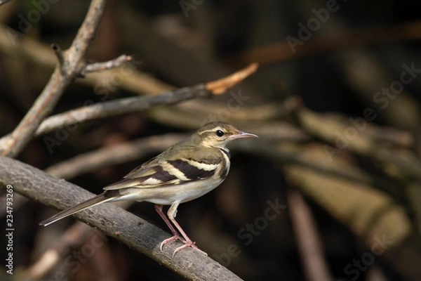 Fototapeta Forest wagtail.The forest wagtail is a medium-sized passerine bird in the wagtail family Motacillidae. It has a distinctive plumage that sets it apart from other wagtails and has the habit of wagging 