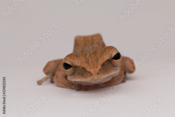 Obraz Beautiful Frog at isolated on white