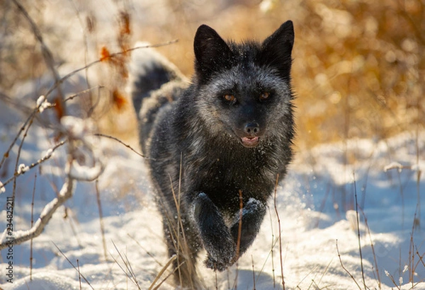 Fototapeta Head On Silver Fox