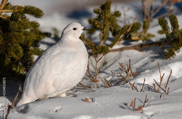 Fototapeta A Beautiful White-tailed Ptarmigan in White Winter Plumage in the Mountains of Colorado