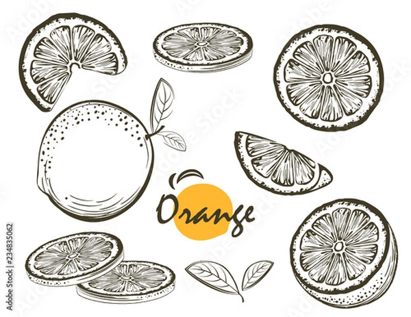 Fototapeta Fruit illustration with Orange in the style of engraving. Collection of illustrations. Elements for menu, greeting cards, wrapping paper, cosmetics packaging, labels, tags, posters etc