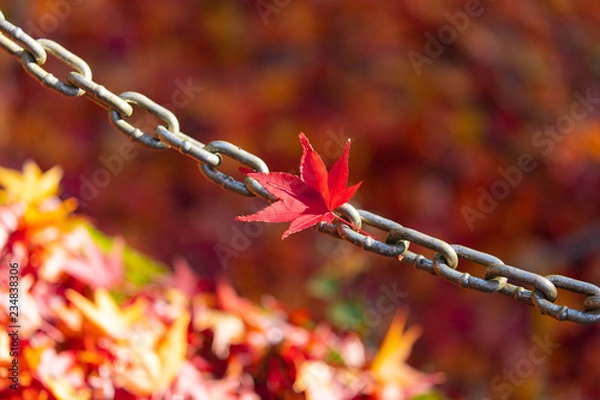 Fototapeta maple-viewing