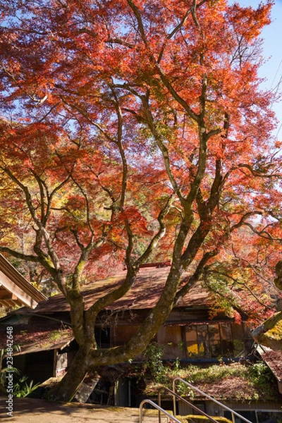 Obraz 紅葉するカエデ