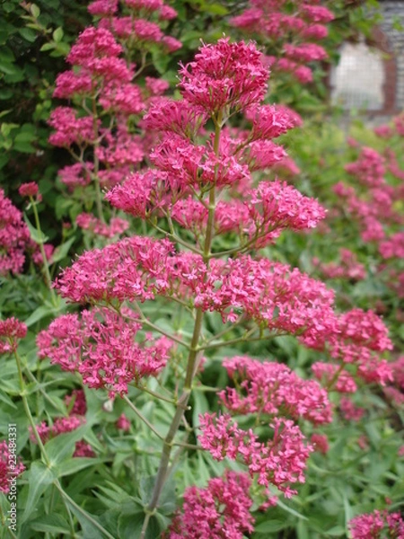 Fototapeta Lilas d'Espagne