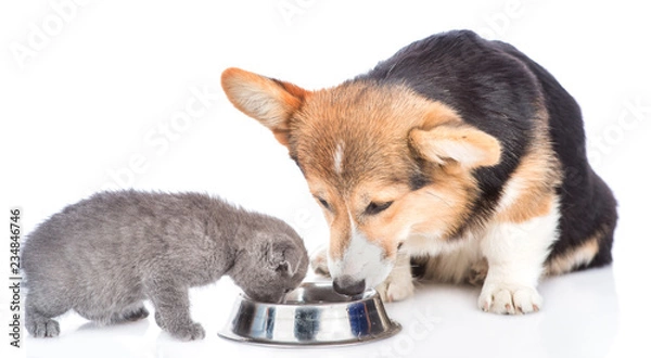 Fototapeta corgi puppy and kitten eat together from one bowl. isolated on white background