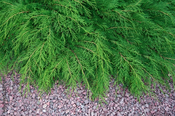 Obraz Green bushes of microbiota decussata on the background of colored granite.