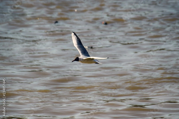 Obraz Bird, river seagull flying over contaminated river