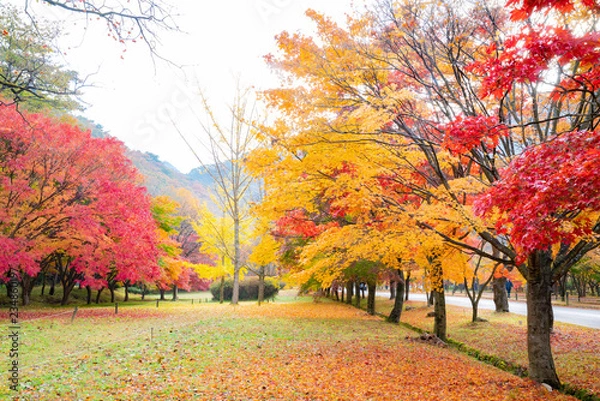 Fototapeta 단풍이 아름다운 가을 풍경