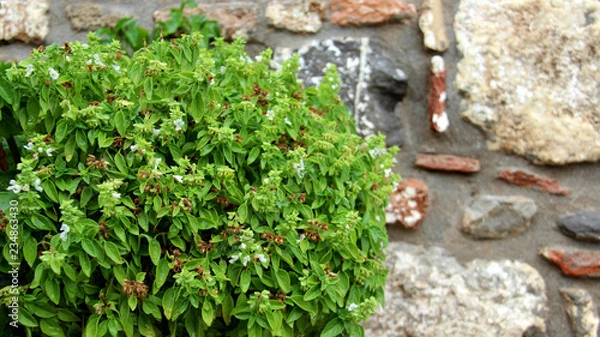 Obraz Fresh Basil Organic Vegetable With Stone Walls