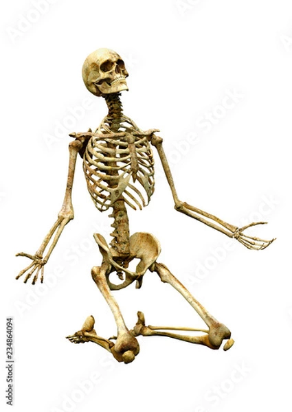 Fototapeta 3D Rendering Human Skeleton on White