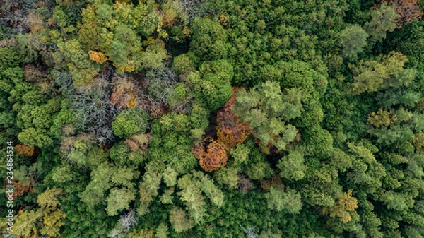 Fototapeta 樹海の俯瞰写真