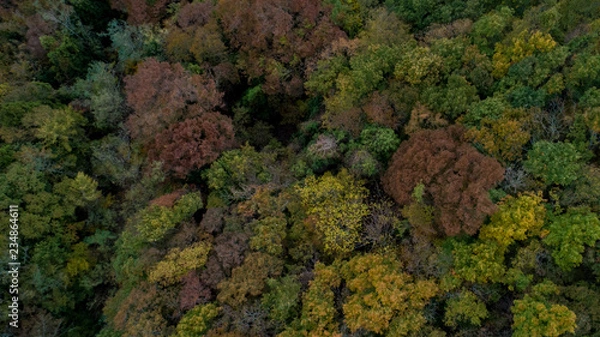 Obraz 樹海の俯瞰写真