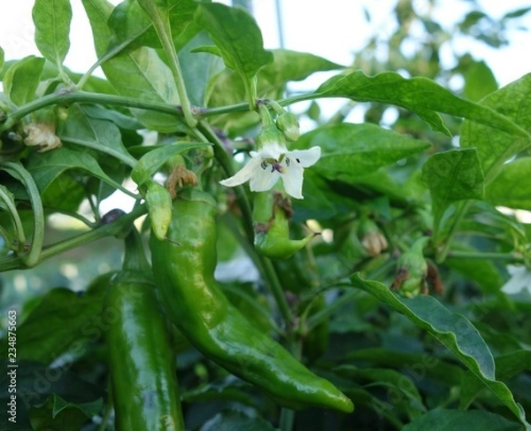 Fototapeta シシトウの花