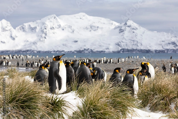Obraz A colony of king penguins on Salisbury Plain on South Georgia in Antarctica