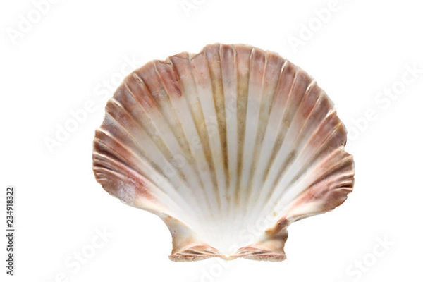 Fototapeta sea shell isolated on white background with copy space for your text