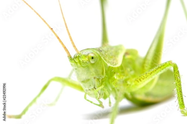 Obraz sauterelle verte