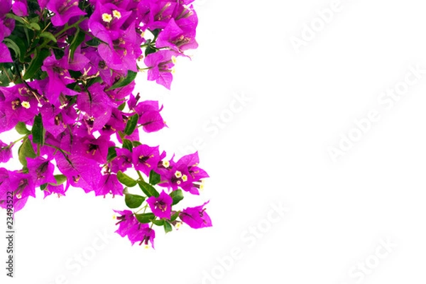 Obraz Bougainvillea Flowers
