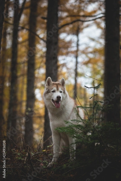 Fototapeta Portrait of free attentive Siberian Husky dog sittng in the dark enchanting fall forest at dusk