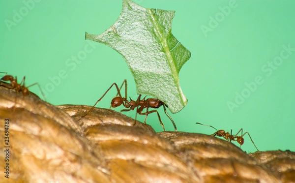 Obraz Leafcutter ant (Acromyrmex sp,) with leaf