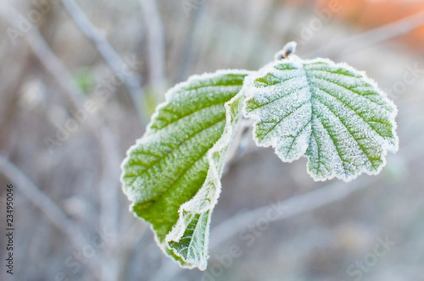 Obraz first frost and leaf