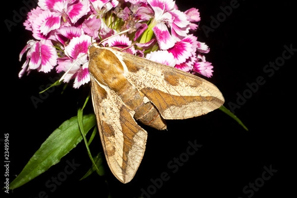Obraz Spurge Hawk-moth / Hyles euphorbiae