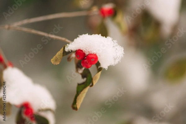Fototapeta Red berries on a bush covered in snow