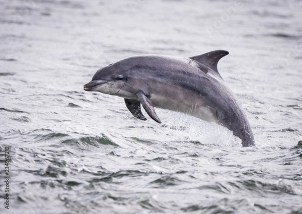 Fototapeta Dolfin jumping