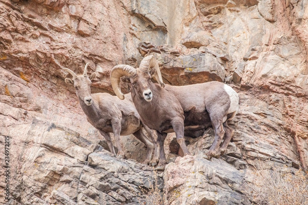 Fototapeta Bighorn Sheep Ram and Ewe During Rut