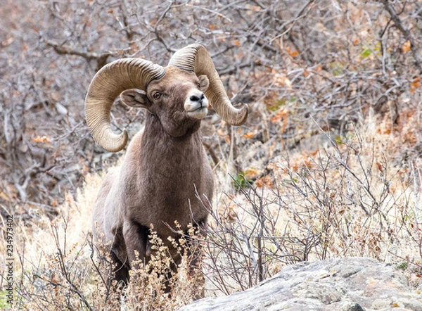 Fototapeta Bighorn Sheep Ram Close Up