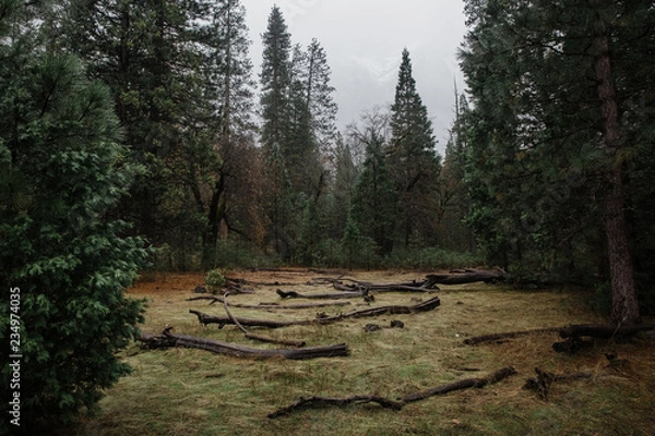 Obraz grassy patch in the forest
