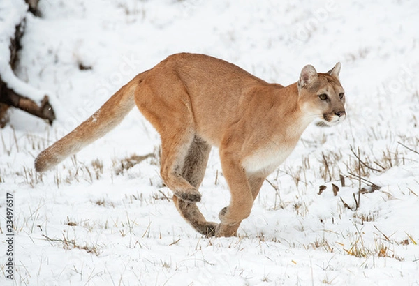 Fototapeta Run Forrest Run