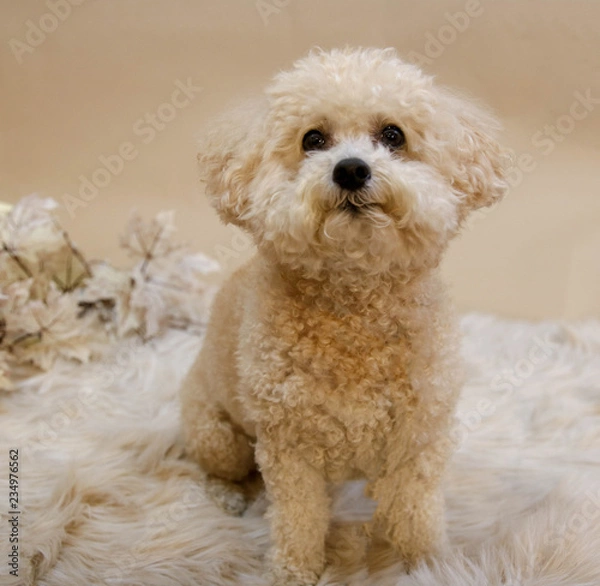 Obraz white miniature poodle
