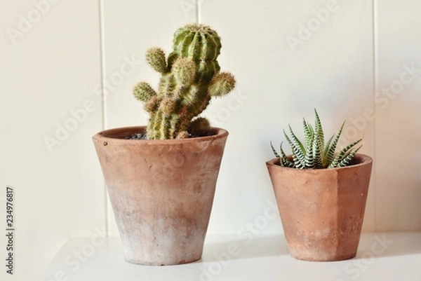 Obraz cactus and succulent