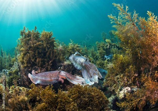 Obraz Cuttlefish fight to mate
